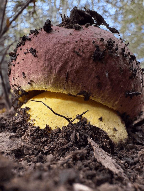 Expedición Parque Piedras Blancas (Vilches)