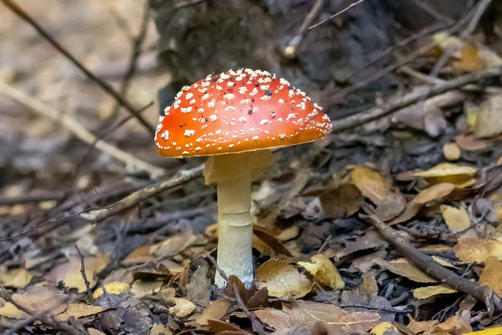 Un ejemplar de Amanita muscaria, de sombrero rojo con verrugas blancas, sobre la hojarasca del bosque.